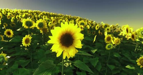 Vibrant Sunflower Field with Golden Light at Sunset
