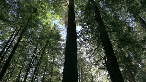 Beautiful tall Redwood Trees in California, tilt up shot in 4k.