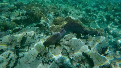 Close up of Giant Moray Ee swimming above flat-top on shallow coral reef
