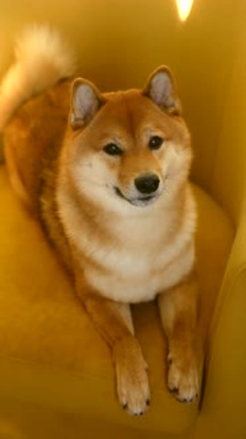 Cute Shiba Inu Dog Lying on a Yellow Chair