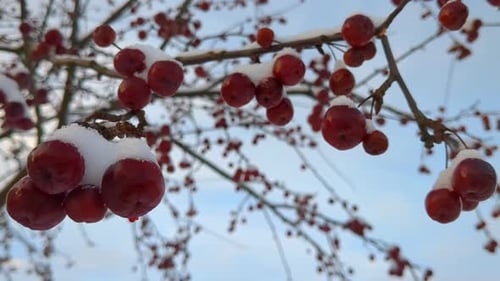 Gefrorene schneebedeckte Beeren im Baum im Winter, Nahaufnahme