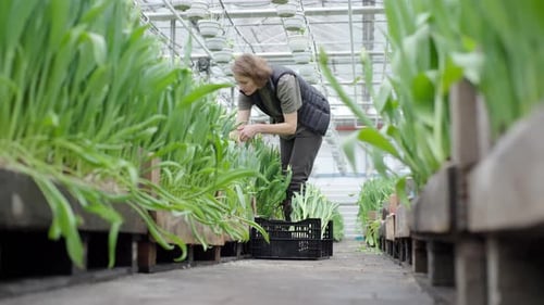 Female worker carefully tends to a row of green plants and put them in basket in a greenhouse