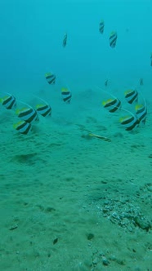 School of colorful Bannerfish swim in water over sandy seabed