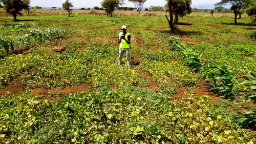 Rural agricultural farms in Kenya. Drone pilot land survey. Smart Agriculture technology.