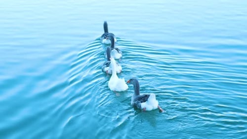 Ducks swimming in a lake
