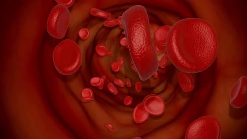 3D Animation of Red Blood Cells Flowing Through a Blood Vessel