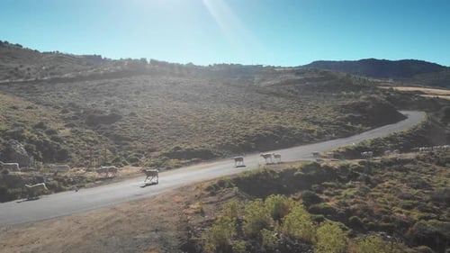 Herd of sheep running on mountain road during sunny day