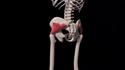 Human Gluteus Medius Muscle Contraction 3D Anatomy Animation