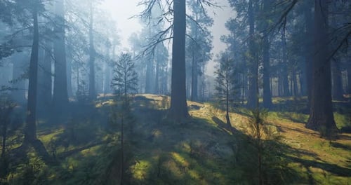 Lush Green Forest Scene with Towering Trees and Soft Sunlight Filtering Through