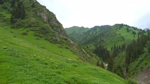 Overgrown Mountain with Green Forest