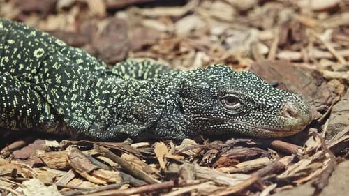 Detailed Close Up of Lizard Resting