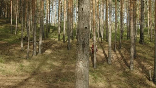 Couple Walking in Pine Forest during Summer Hiking Trip