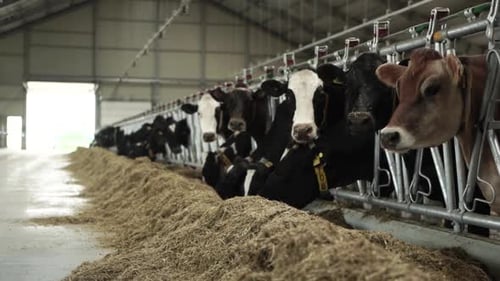 Cows on a diary farm eating. Cattle of cows