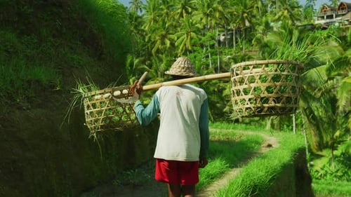 Farmer carrying two baskets and a sickle, Ubud, Bali, Indonesia