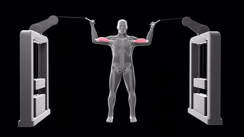 Anatomie des Menschen beim Aufführen von Bizeps-Curls aus Kabeln in einer 3D-Animation