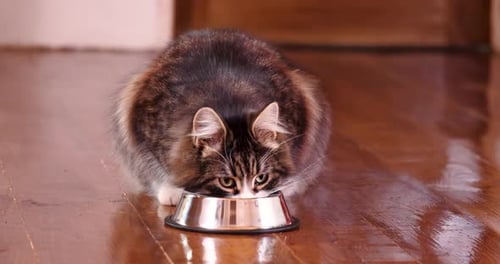 Taby Cat Eating Fresh Canned Cat Food from Silver Bowl. Home Pet Feeding. Pet care