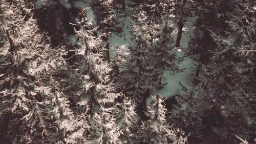 A Beautiful Winter Wonderland with Snowcovered Trees in a Forest