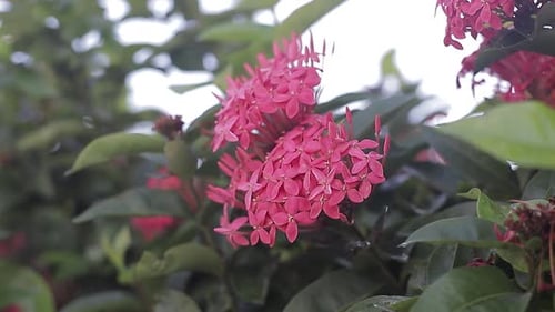 Red Ixora Flower close view, slow motion video