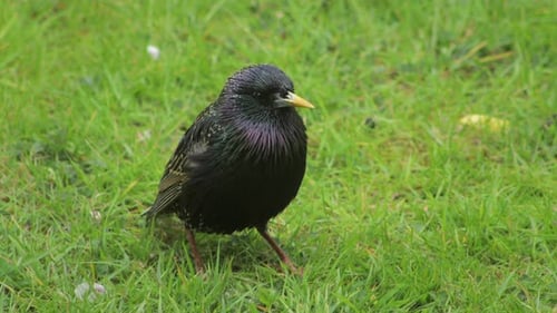 Common Starling Pecking At Grass In Garden Close