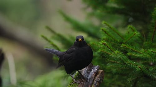 Common blackbird perched on mossy branch, alert posture with tail raised in quiet forest