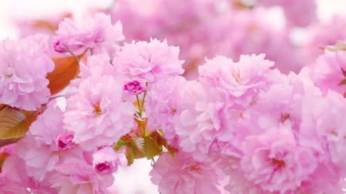 Pink flowers on the tree of flowering Sakura. Cherry blossom in spring.