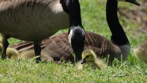 Close up shot of a baby Canada goose (Branta canadensis) resting and feeding in sunlight with adults