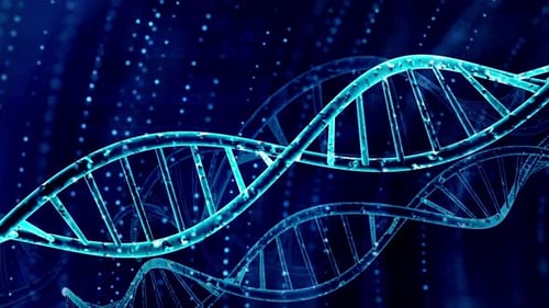 DNA-Molekül, Doppelhelixstränge
