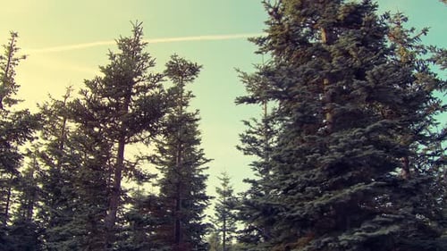 Drive by dolly slowmo sequence of pine-tree tops with blue cloudless sky