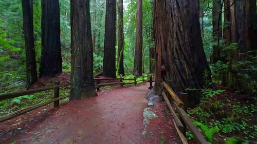 POV shot walking on a trail in Muir Woods National Monument, cloudy day in CA, USA