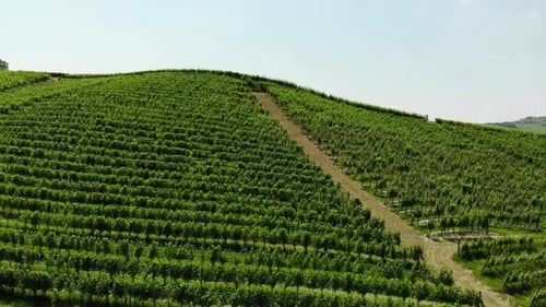 Drone lift up over a grapes field on the hill, slowly revealing the panorama behind this