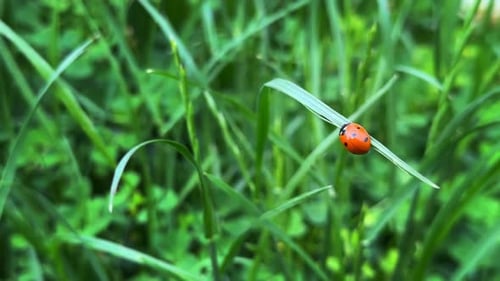 Ladybug Among Plants In Green Nature 2