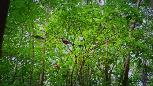 Slow motion of tropical bird flying away from the tree branch.
Low angle shot.