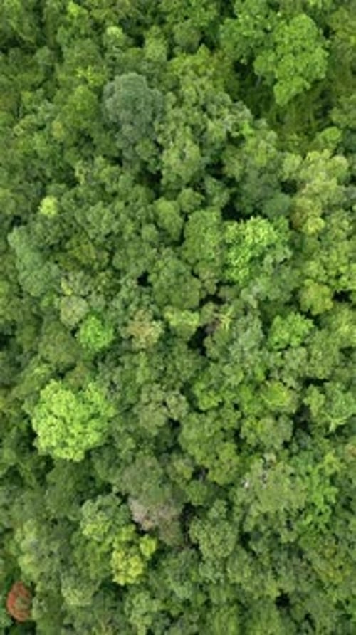 Top View of a Dense Tropical Rainforest in Thailand