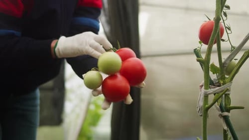 Garden Worker Picking Cherry Tomatoes Eco Farmer Greenhouse Cultivation Manual Harvesting Vegetable