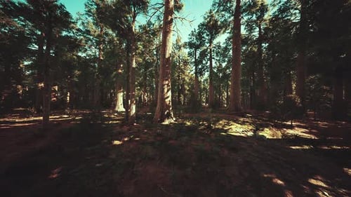 Scale of the Giant Sequoias of Sequoia National Park