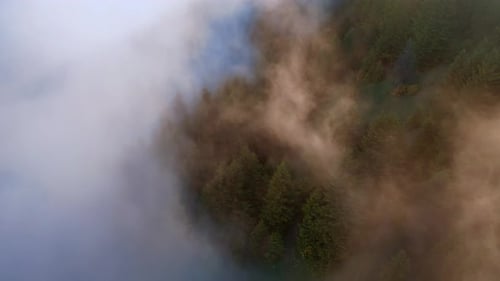 Morning In A Foggy Forest