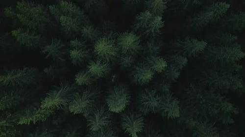 Green Pine Tree Coniferous Forest Aerial Top Down View Dramatic Nature Background Travel Destination
