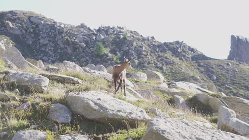 una gamuza está sola en una roca en las montañas de los Alpes.