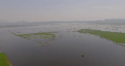 Eceng Gondok en Rawa Pening, lago Ambarawa que rodea el monte Merbabu y Telomoyo