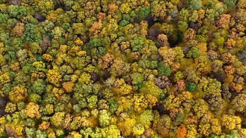 Tops of colorful trees background. Bright nature landscape of forest in autumn season.