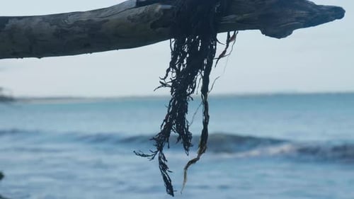 Algues accrochées à un arbre sur la plage.
