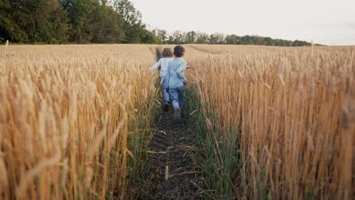 Little Boys Running Wheat Field Path Touching Golden Ears Rural Life Family