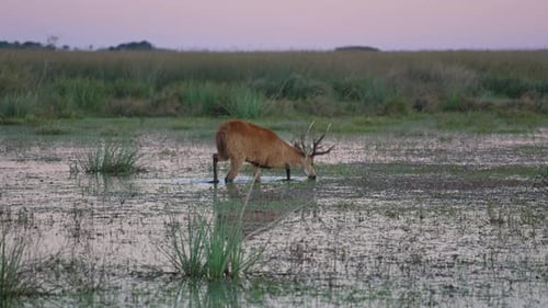 Marsh deer pulls grass while standing in reflective wetland