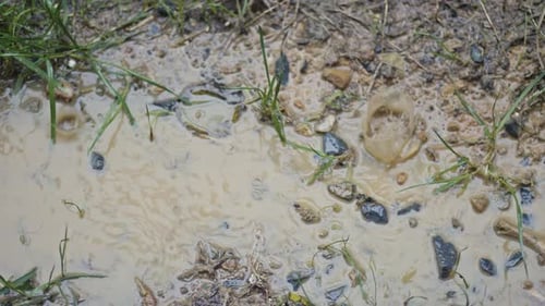 Raindrops fall on the street, leaves, trees, forest.