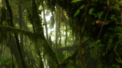 Peek into misty jungle through branches