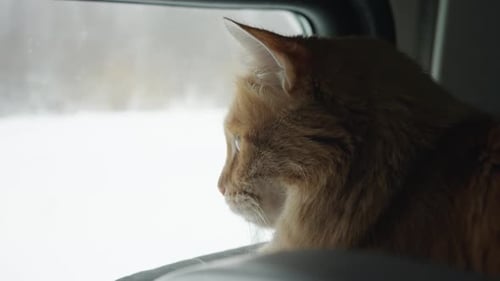 Un chat roux voyage sur l'étagère supérieure d'un wagon de train, un animal de compagnie regarde par la fenêtre du compartiment à pancartes