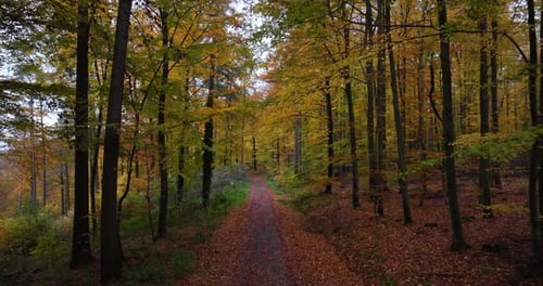 Vue aérienne d'un sentier de randonnée couvert de feuilles qui traverse les arbres d'une forêt d'automne