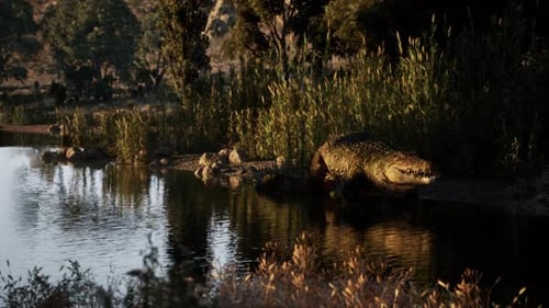 Crocodile se reposant au bord de la rivière dans la lumière matinale près de l'eau