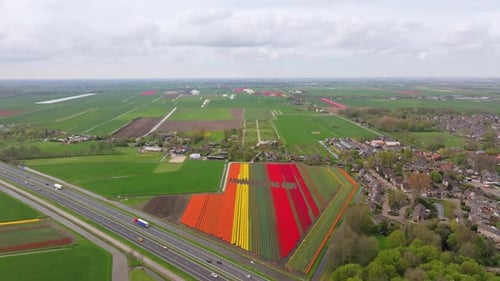 Aerial view of vibrant flower fields near traffic-filled highway, Netherlands