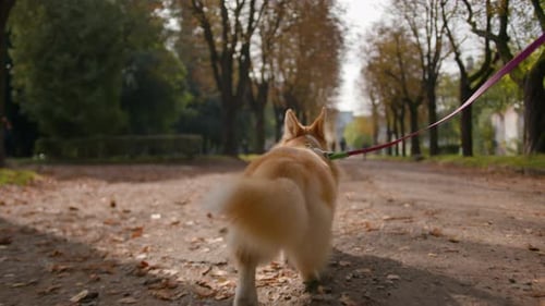 Back View of Little Pet Puppy Golden Welsh Corgi Pembroke Dog Domestic Animal with Fluffy Furry Tail